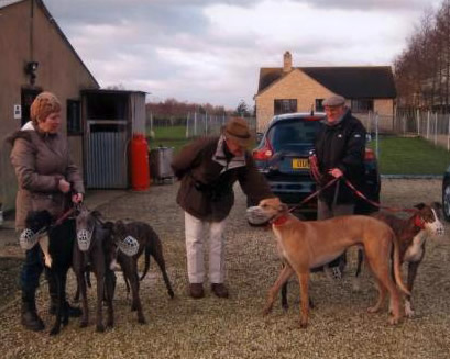 100B AUTHOR WITH GREYHOUNDS